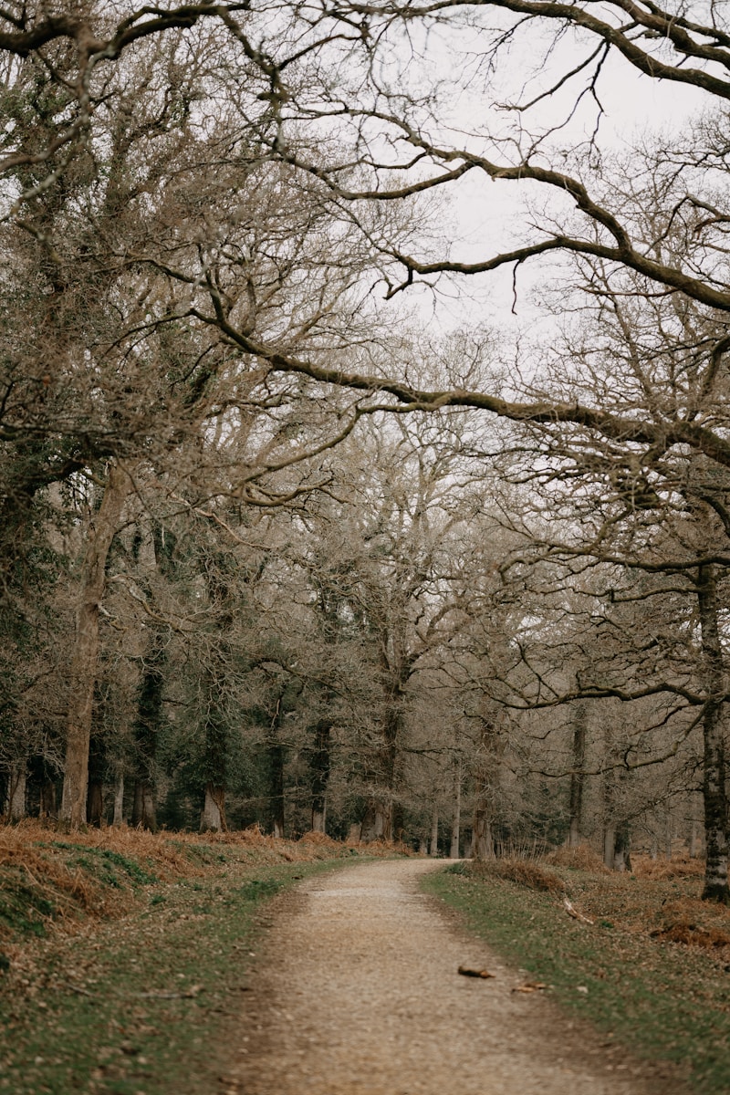 Photo by Annie Spratt a dirt road surrounded by trees in a forest